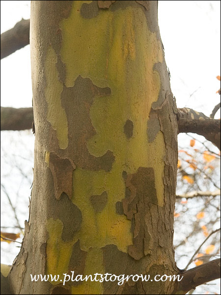 Bloodgood London Plane Tree (Plantanus x acerfolia) 
the inner bark can have a olive green color